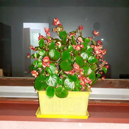 营地 Obiteljski Borovi 维索科