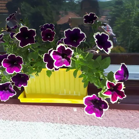 Obiteljski Borovi * Visoko