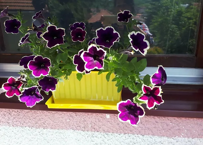 Obiteljski Borovi * Visoko